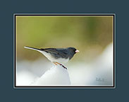 Junco